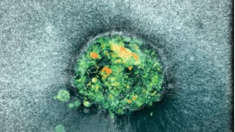 Embryo-Forschung: Echtzeit-Aufnahmen zeigen erstmals aktive Einnistung