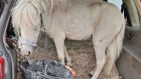 Aachen: Polizei stoppt Autofahrerin in pinkem Pkw mit weißem Pony im Kofferraum