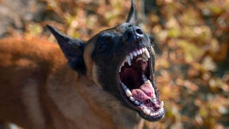 Tourists issued major advice after Brit dies from rabies after holiday dog bite