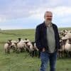 Au pied du Mont-Saint-Michel, voici comment un troupeau de moutons joue les coaches en entreprise