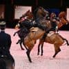 Vendus entre 1 000 € et 2 000 € : une fois à la retraite, que deviennent ces chevaux de prestige ?