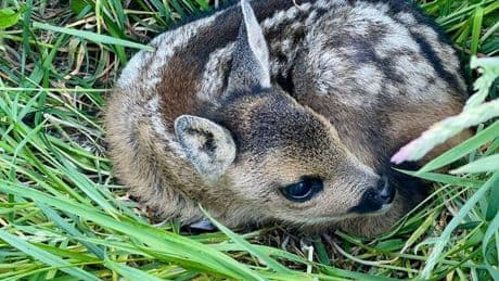 Die Kitz-Retter von Grevenbroich: Wie Jäger versteckte Reh-Babys vor dem Tod bewahren