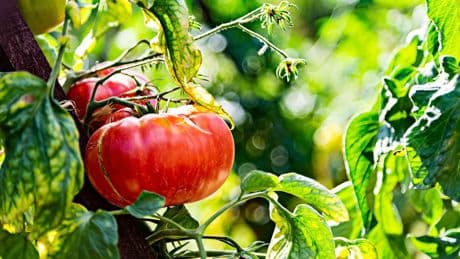 « Belle, bonne et noble » : la tomate, superstar des potagers