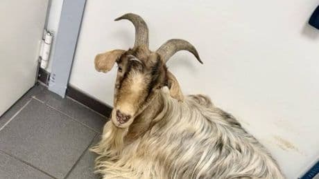 Tierischer Einsatz in Dinslaken: Ziegenbock entspannt in Tankstelle – Polizei mit Bitte an Besitzer