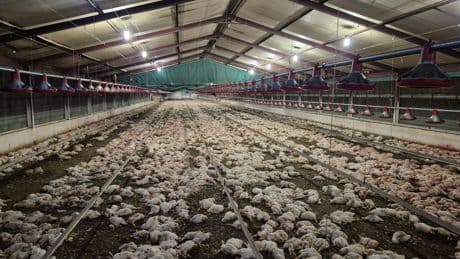 Thousands of chickens euthanized in South Africa after they were left starving and eating each other