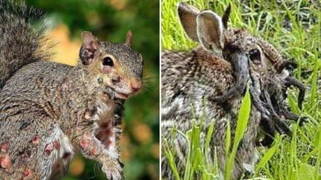 Llegan las 'ardillas zombi' tras los conejos con 'tentáculos': qué son las raras infecciones víricas que sufren animales este verano