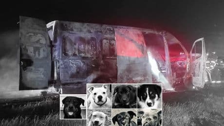Seven adopted dogs on their way to their forever homes are killed after vehicle transporting them bursts into flames