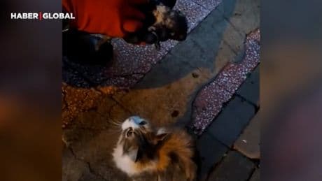 Anne kedi fenalaşan yavrusunu ağzında taşıyarak itfaiye ekiplerine getirdi