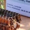 Pourquoi ces chercheurs marquent-ils au feutre ces abeilles sauvages ?