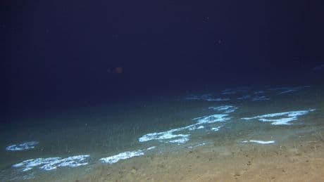 See the bizarre life forms scientists discovered more than 30,000 feet under the Pacific Ocean