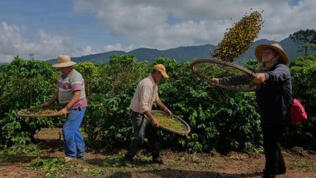 Photos of Brazilian coffee farmers facing threat from US tariff