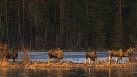 24-hour live coverage of Sweden’s epic moose migration draws to a close