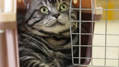 In cabina anziché in stiva. Rivoluzione in aereo: così viaggeranno gli animali