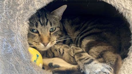 Kleine Notfelle - warum Straßenkatzen so leiden