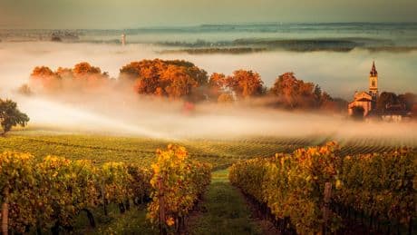 Les 100 meilleurs vins du millésime 2024 à Bordeaux : le Figaro Vin dévoile son grand classement des primeurs