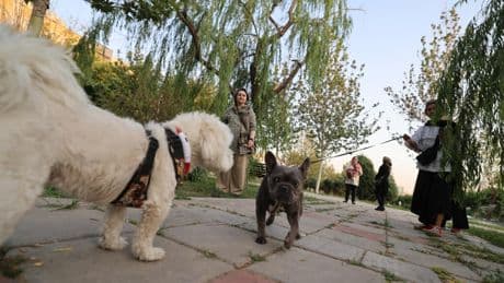 Iran: plusieurs villes interdisent de promener les chiens dans les lieux publics