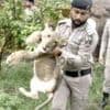Crackdown on Pakistan's illegal big cats after pet lion attack