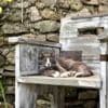 Animaux. Les chats choisissent-ils vraiment leur maison ?