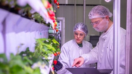 Neuer Hightech-Markt - Das Erdbeer-Experiment der Vertical-Farmer