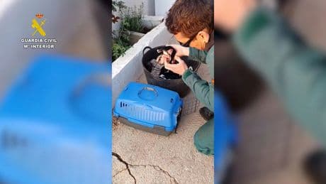 Investigado un vecino de Tortosa por mutilar la cola de tres cachorros de perro