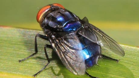 EEUU emite una alerta sanitaria por la presencia del gusano barrenador en humanos en Centroamérica