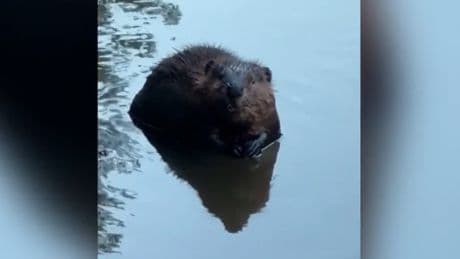 Beavers trapped, killed in New Brunswick village to protect golf course