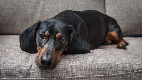 Giftige Lebensmittel für Hunde: Das sollten Sie niemals füttern