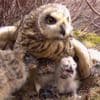 'Remarkable' owl seen on Springwatch for first time