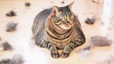 Katzenhaare überall? Diese Hausmittel schaffen Abhilfe