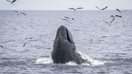 Democratic senators press Trump administration on how it will protect endangered species