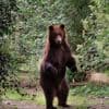 Bruine beer die werd gered uit Oekraïne overleden in Ouwehands Dierenpark