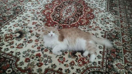 Kayıp kedi 'Gıde'yi bulana ödül verilecek