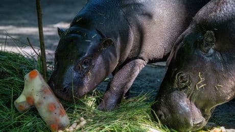 Geburtstag mit trauriger Info: Mini-Hippo Toni wird 1 - und verlässt bald Berliner Zoo