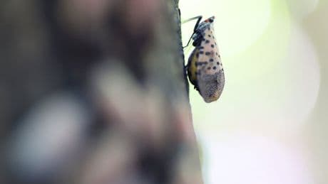 Dogs might be the key to getting rid of pesky spotted lanternflies before they even become a problem