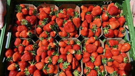 „Dann ist die Erdbeere nicht mehr ein Produkt des täglichen Bedarfs“