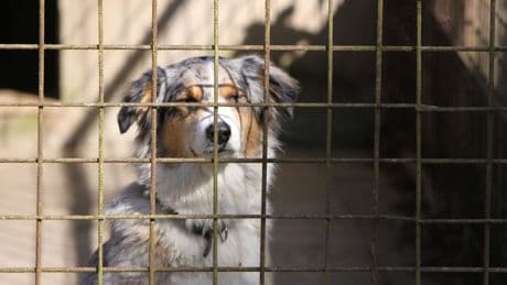 Tierheim Nürnberg warnt Reisende vor Zwangsquarantäne für Haustiere