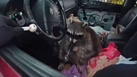 Überraschung bei Verkehrskontrolle - Waschbär hat Drogen-Problem