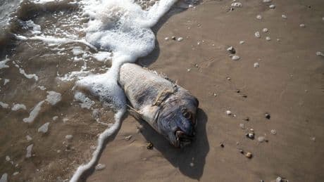Bijna het hele oceaanoppervlak was in 2023 ongebruikelijk warm