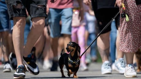 Wiener wonderland: Hundreds of dachshunds chase record in Hungary