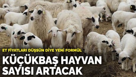 Et fiyatları düşsün diye yeni formül: Küçükbaş hayvan sayısı artacak