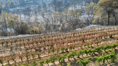 Incendie dans l’Aude : des vignes coupe-feu ont-elles manqué ?