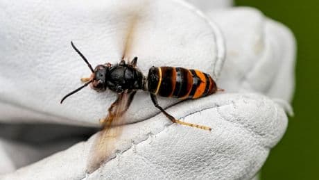 Gefährlicher Eindringling frisst Bienen - Killer-Hornisse breitet sich immer weiter aus
