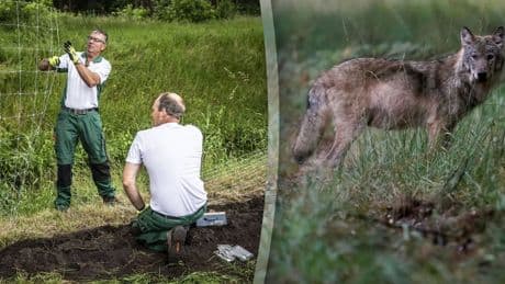 Wolf die hardloper beet mag van rechter worden doodgeschoten