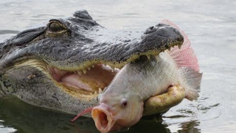 Fisch ganz überrascht - Alligator schlägt zu!