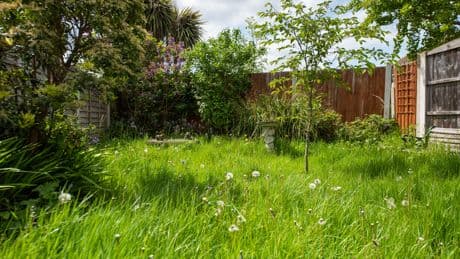 Turbo-Gewächse: 9 Pflanzen verschönern Ihren Garten blitzschnell
