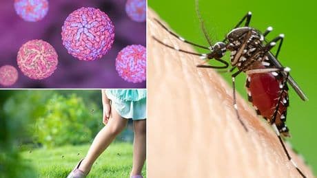 Dengue fever is heading for Britain: Scientists warn mosquito-borne illness could spread to major UK cities thanks to climate change