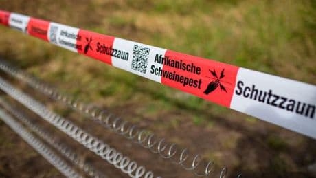 Tierseuche: Afrikanische Schweinepest im Landkreis Görlitz aufgehoben