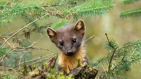 New haven for one of UK's rarest mammals to be unveiled in Dumfries and Galloway