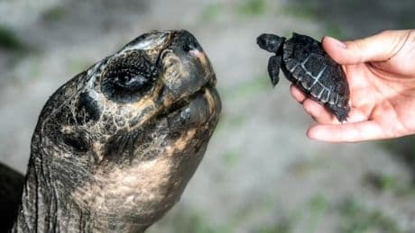 Una tortuga se convierte por primera vez en padre a sus 134 años