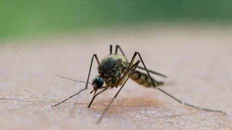 Insekten: Stechmücken-Saison im Anflug